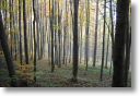 Herbstwald